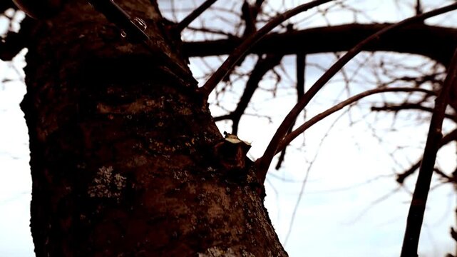 Professional spring pruning of an apple tree in the orchard. A gardener carefully removes extra branches with pruners to stimulate growth and improve yield. Seasonal fruit tree care, crown shaping, an