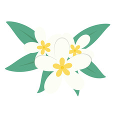 Frangipani, Plumeria Flower, Tropical Flower, Thai Flower