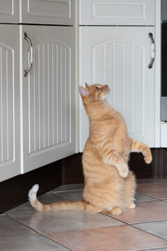 Kater bettelt in der K&uuml;che um einen Leckerbissen