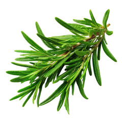 Fototapeta premium Herbs rosemary with transparent background 