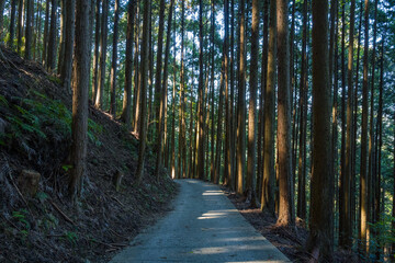 Fototapeta premium A winding paved path curves gently through a dense forest of slender cedar trees, with sunlight streaming between the trunks and casting soft shadows on the ground. The tranquil woodland scene