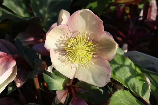 Single close up blush cream pink Christmas rose flower with yellow centre.   Helleborus &times; ericsmithii HGC Malory ('Coseh 780'PBR)