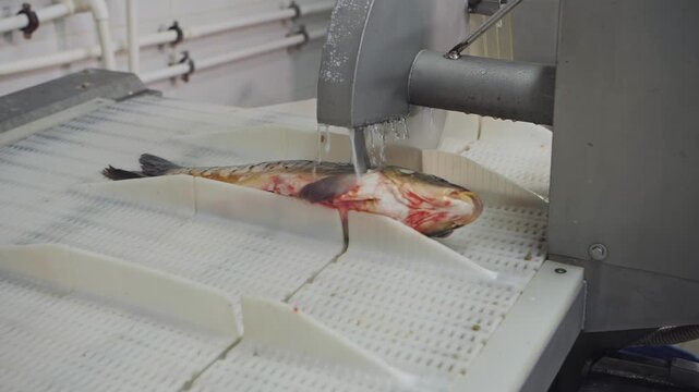 Industrial fish processing on automated conveyor belt. 