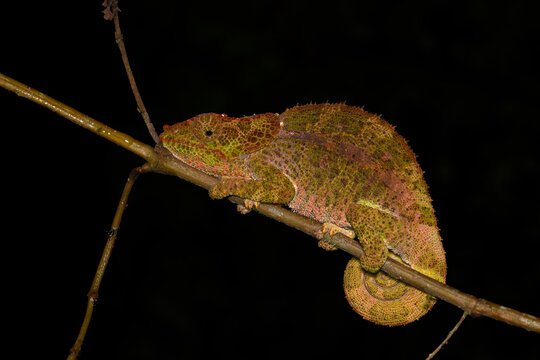 Cryptic Chameleon Facing Left on Branch Against Black Background in Madagascar