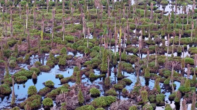 Aerial palm tree swamp with vegetated peat mounds