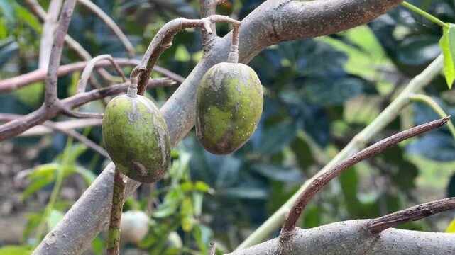 Clusters of unripe ambarella fruits hang from tree branches surrounded by dense tropical foliage inside a lush garden environment. Tropical agriculture.