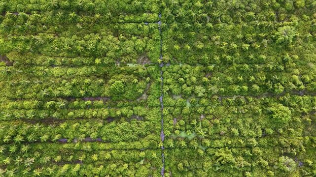Aerial drone view of coconut plantation rows