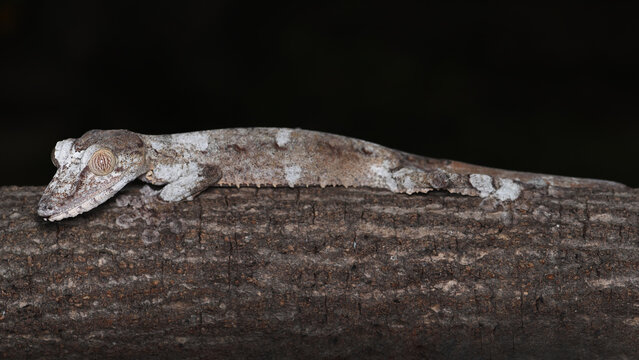 Giant Leaf-tailed Gecko Camouflaged Like Tree Bark in Madagascar