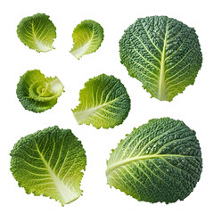 Savoy cabbage leaves with water drops on white background