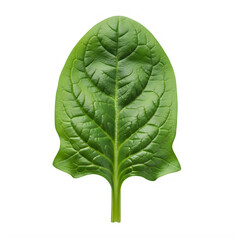 Single fresh spinach leaf with veins and stem isolated on white