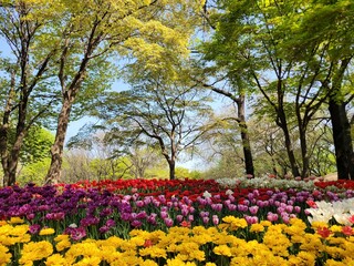 Colorful Tulips in Full Bloom at Seoul Forest Park Under the Spring Sun