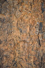 rugged tree bark reveals intricate natural patterns shaped by time and weather. The surface displays layers of cracked textures in warm earthy tones of brown, gray, and muted orange.