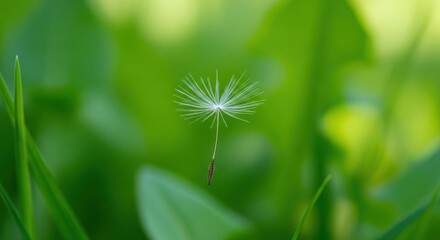Dandelion Seed Floating in Green Foliage.