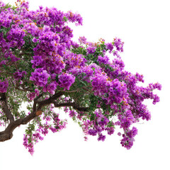 Obraz premium Purple bougainvillea flowers bloom on spreading shrub branch