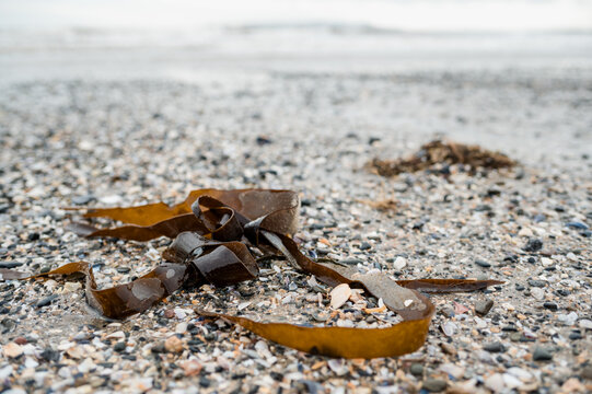 Sea weed on Donabate Beach, in Dublin, on a Winter Morning