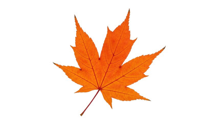 Isolated orange-red Maple leaf with prominent veins, autumnal color, and five sharp points