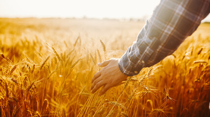 Farmer stands in a wheat field holding stalks of grain. The sun sets in the distance, casting a warm light over the golden crops. The scene shows the hard work of farming. © maxbelchenko
