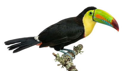 Fototapeta premium Keel-billed toucan perched on branch