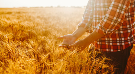 Farmer stands in a wheat field holding stalks of grain. The sun sets in the distance, casting a warm light over the golden crops. The scene shows the hard work of farming. © maxbelchenko