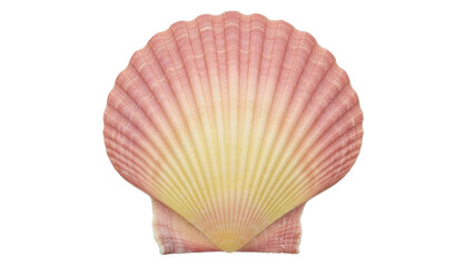 Fototapeta premium Isolated Sea Shell Scallop Shellfish Summer Sea Ocean Beach Coral Pink and Yellow Seafood Souvenir