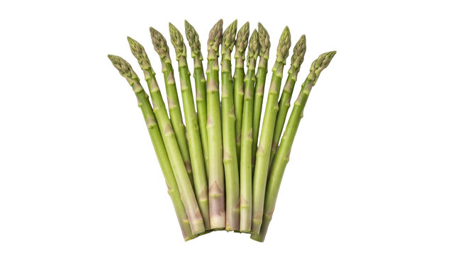 Isolated bunch of fresh raw asparagus spears or shoots ready for cooking, healthy diet