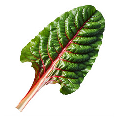 Fresh green swiss chard leaf with vibrant red veins and water drops