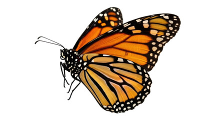 Isolated Monarch butterfly, beauty with vivid orange and yellow wings  insect on white © Isabel