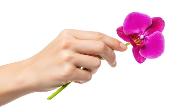 Isolated pink Phalaenopsis orchid held in hand, tender floral scene, delicate beauty