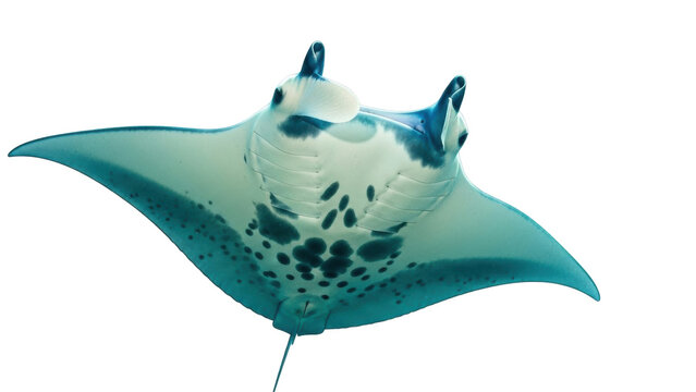 Isolated manta ray underwater, gracefully gliding, ocean giant, marine life, tropical reef