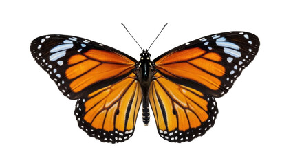Isolated beautiful monarch butterfly with orange wings, black borders on a neutral background © Miguel