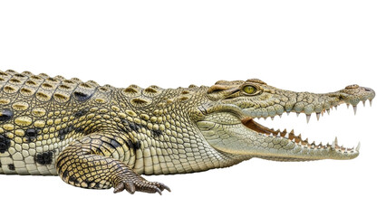 Obraz premium Isolated crocodile with its jaws open, ready to strike, reptile against a plain backdrop