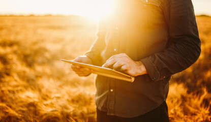 A person stands in a golden field during sunset while holding a tablet. The warm sunlight creates a soft glow around the surroundings. The scene captures a moment of technology in nature. © maxbelchenko