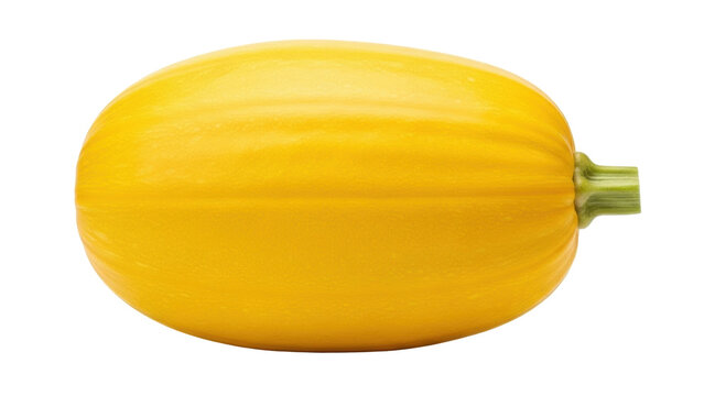 Isolated bright spaghetti squash with green stem for seasonal cuisine and ingredient use