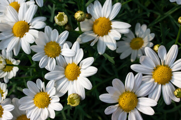 Obraz premium white daisies in a garden