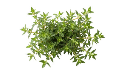 Isolated thyme herb leaves sprigs, aromatic green kitchen spice ingredient, close-up shot © Isabel