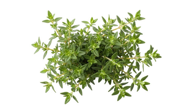 Isolated thyme herb leaves sprigs, aromatic green kitchen spice ingredient, close-up shot
