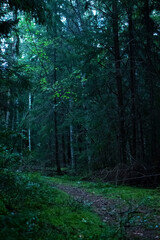 Obraz premium path in the woods