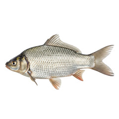Fototapeta premium Freshwater fish carp isolated on transparent background detailed scales