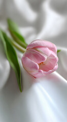 Pink tulip flower resting on white fabric in soft daylight, closeup stilllife with green stem and pastel tone for spring greeting card, romantic wedding design and feminine decor concept