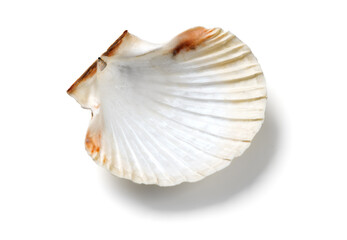 Shell, sea scallop shell isolated on white background. Aquatic wildlife animal, seashell. Mollusk, marine bivalve molluscs. One scallop sea shell top view, gourmet food, Pectinidae  © Subbotina Anna