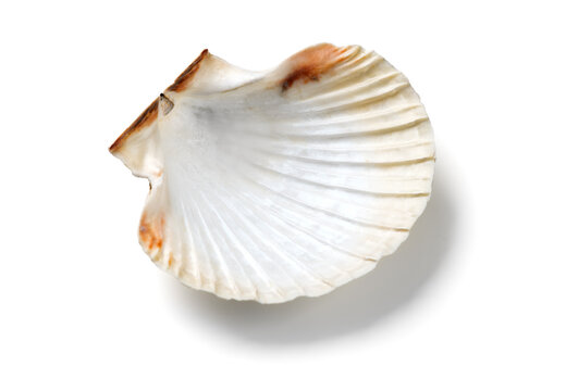 Shell, sea scallop shell isolated on white background. Aquatic wildlife animal, seashell. Mollusk, marine bivalve molluscs. One scallop sea shell top view, gourmet food, Pectinidae 