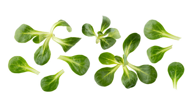 Fresh corn or field or lamb lettuce salad leaves flying isolated on white background. Herbs collection. Healthy  food.