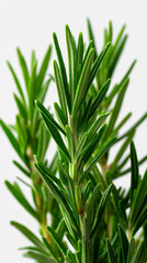 Obraz premium Fresh rosemary sprig isolated on light background in macro detail