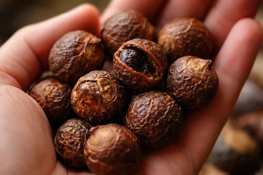 Close-up of Natural Soapnuts (Reetha) Held in a Hand