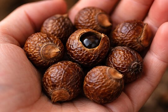 Handful of Natural Soap Nuts (Reetha Fruit) with Seed