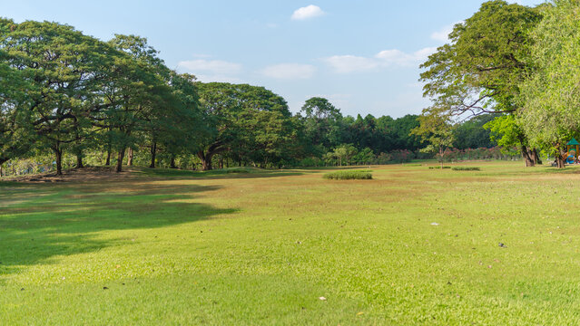 Expansive green park lawn with large trees and a clear blue sky overhead