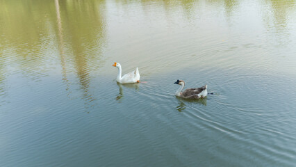 Two geese swimming peacefully on a calm lake with reflections of trees in the background © Naypong Studio