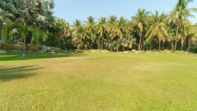 Lush green lawn with a dense forest of palm trees under a clear blue sky