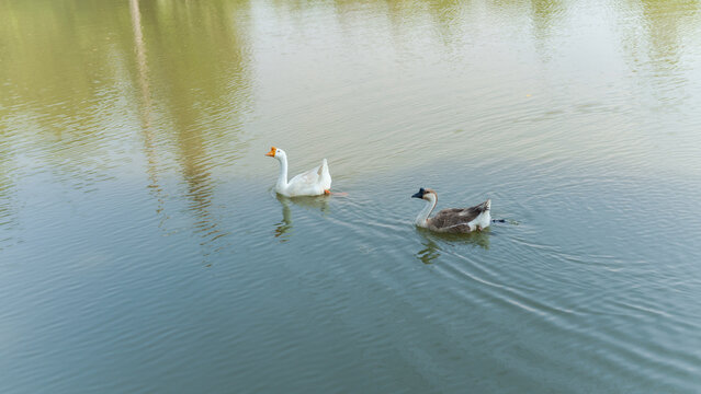 Two geese swimming peacefully on a calm lake with reflections of trees in the background
