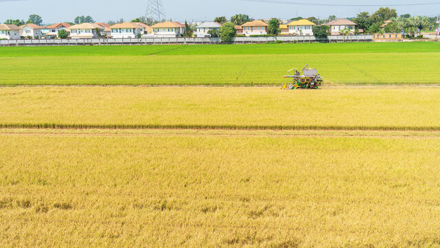 Golden rice field harvest with combine harvester and suburban houses in background